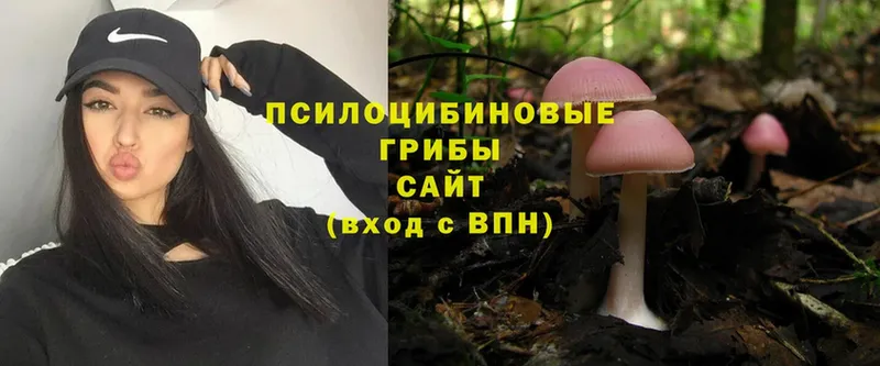 Галлюциногенные грибы Psilocybe  где купить наркоту  Узловая 